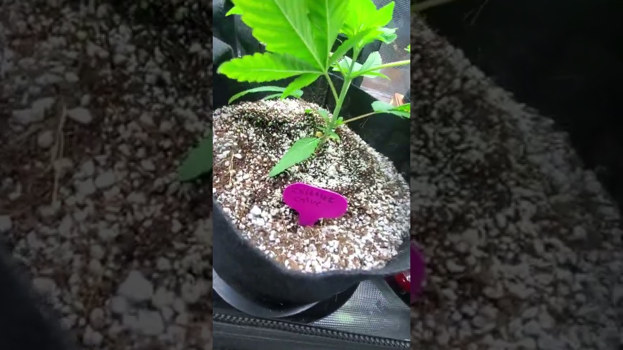 2x4 Gorilla Grow Tent