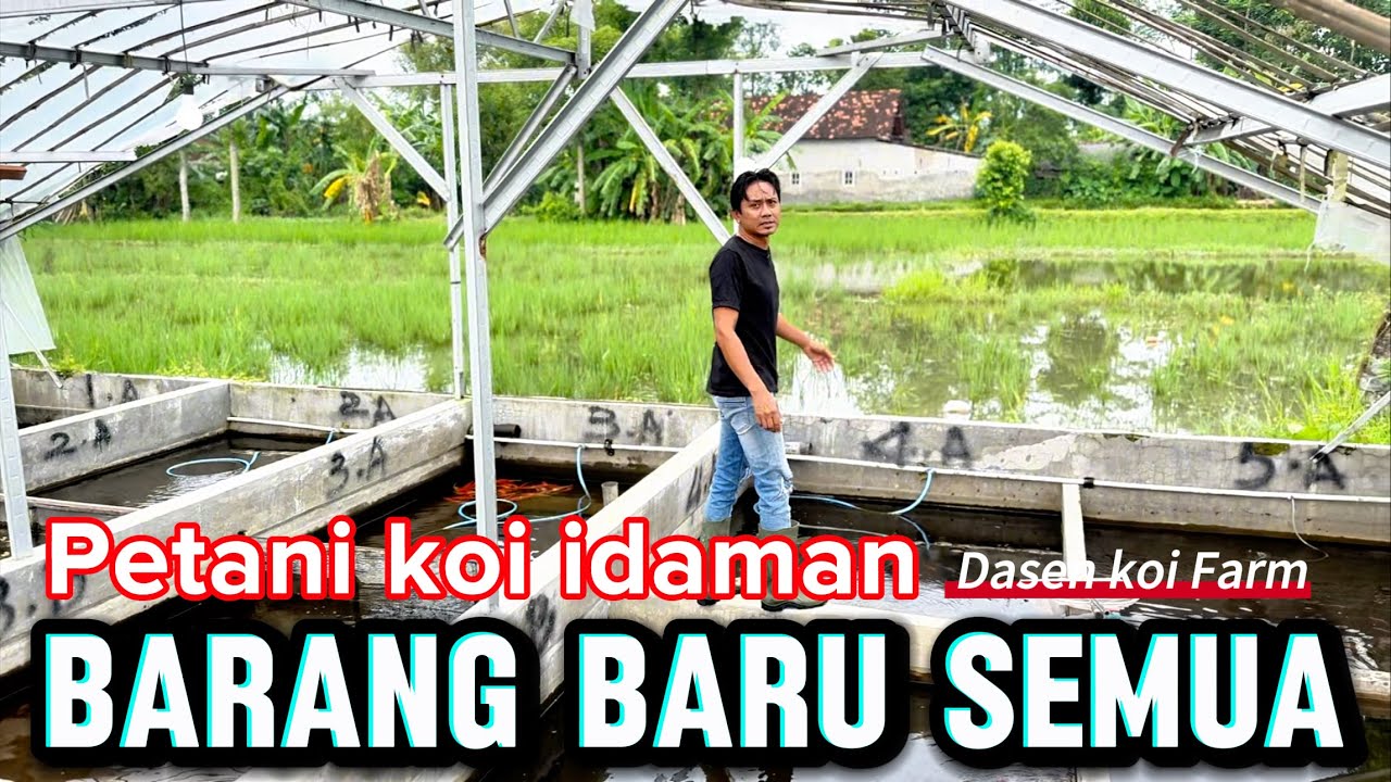 Review koi di petani idaman 🤩dasen koi Farm Tulungagung 