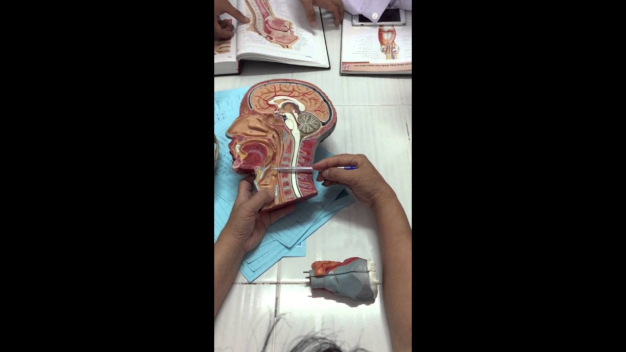 Giải Phẫu Miệng Mũi Hầu Thanh Quản _ VTTU K7 _ Cô Phượng