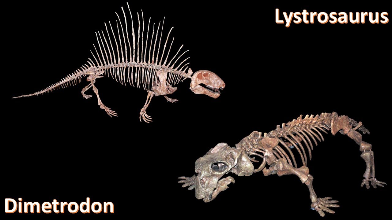 Meet Dimetrodon and Lystrosaurus