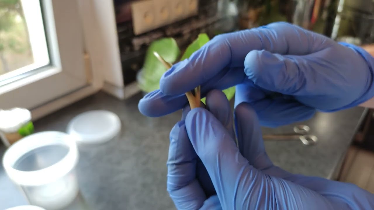 Rozmnażanie roślin IN VITRO. Czyli zabawa z roślinkami tym razem syngonia i monsterka