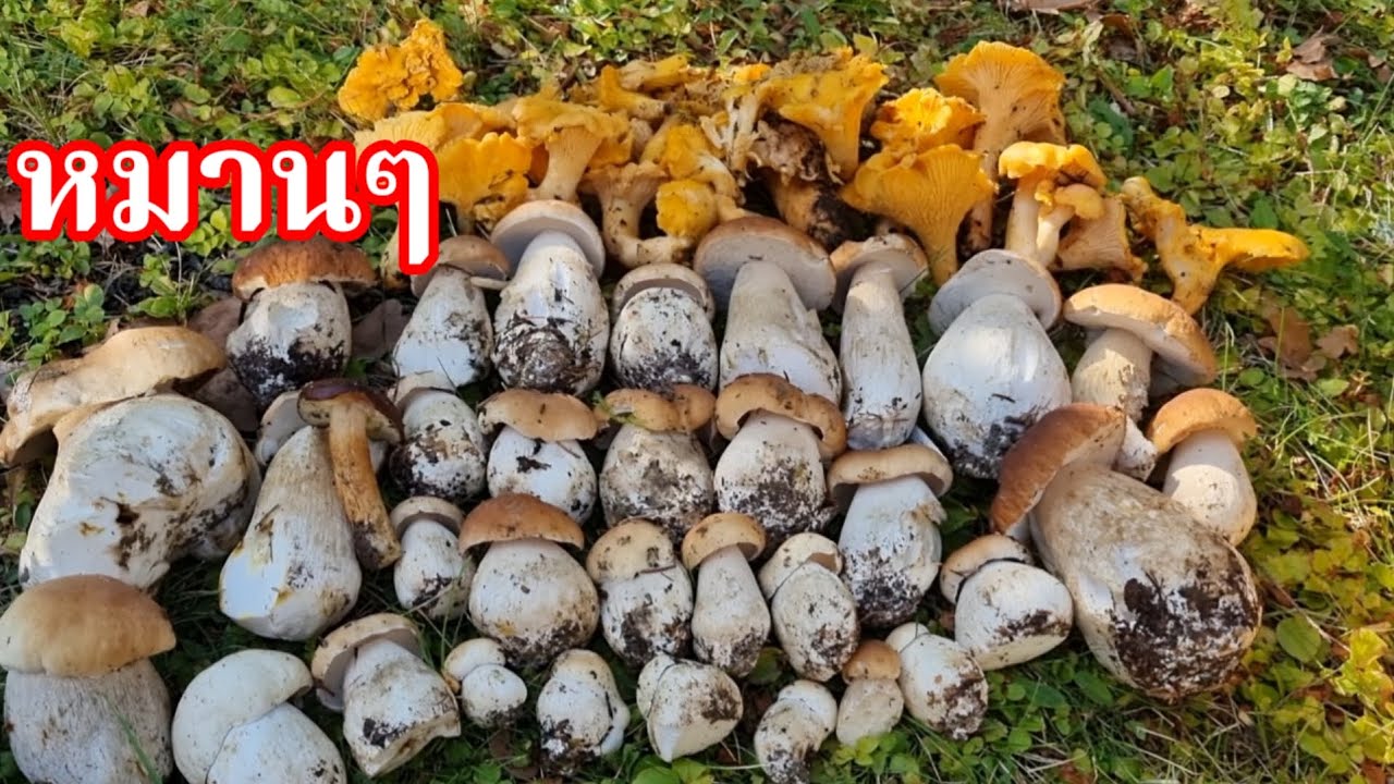 เก็บเห็ดผึ้งหวานเห็ดมันปู.  Porcini Karljohan Mushrooms    ( วีดีโอถ่ายไว้2025)