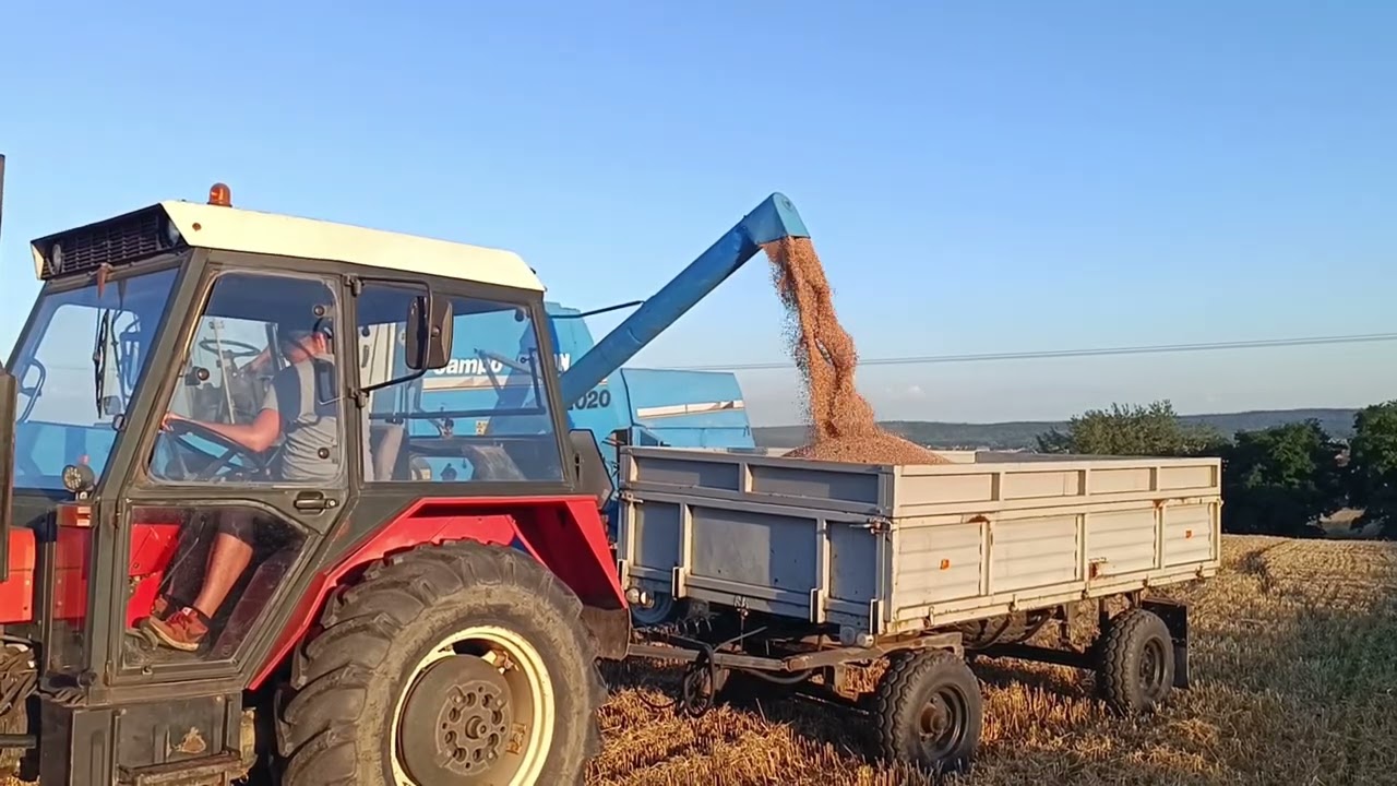 🔥Żniwa pszenicy 2025🔥 Zetor 7211 & Bizon Sampo 2020 & Ursus 3512 ☆ AgroKubuś 🔥🌾