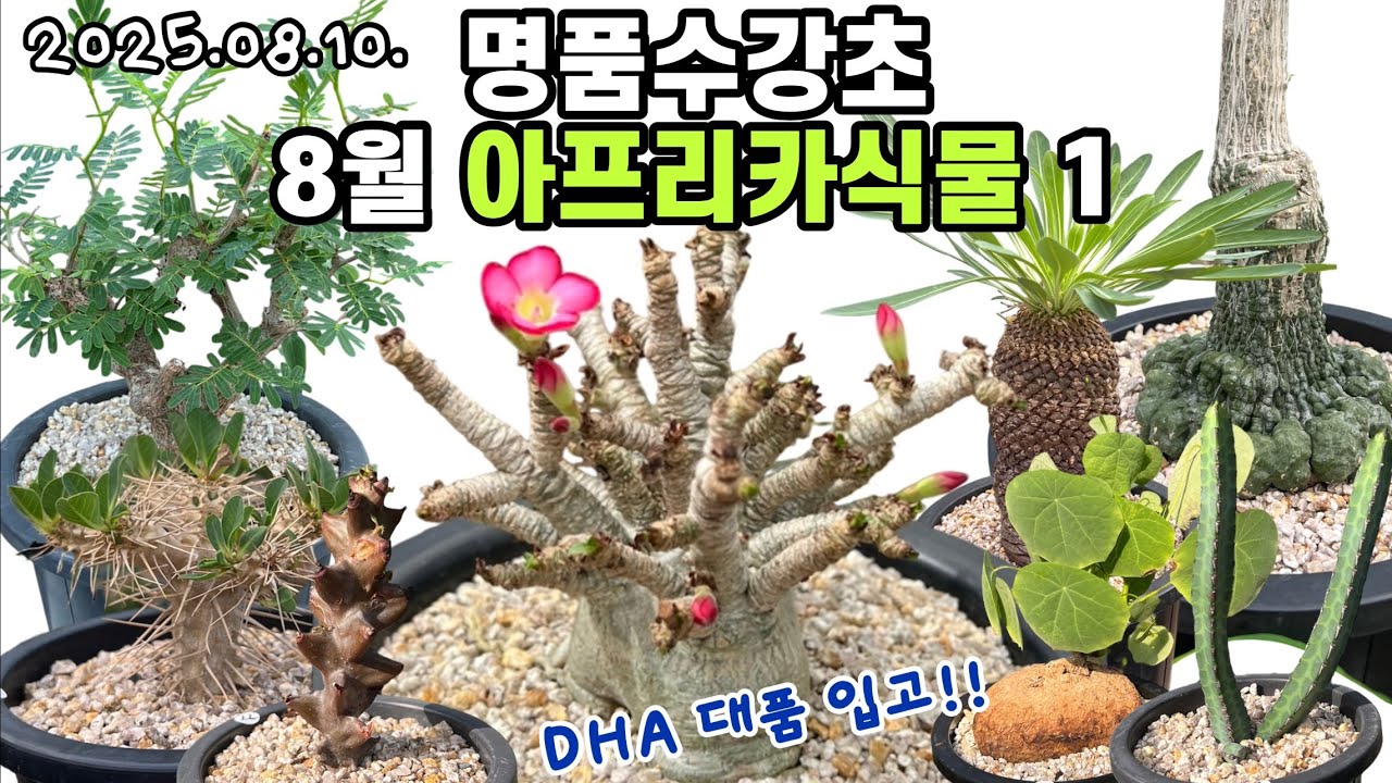 8월 아프리카식물 1 명품수강초🌵아데니움dha,세나,스틸로사, 에렉타