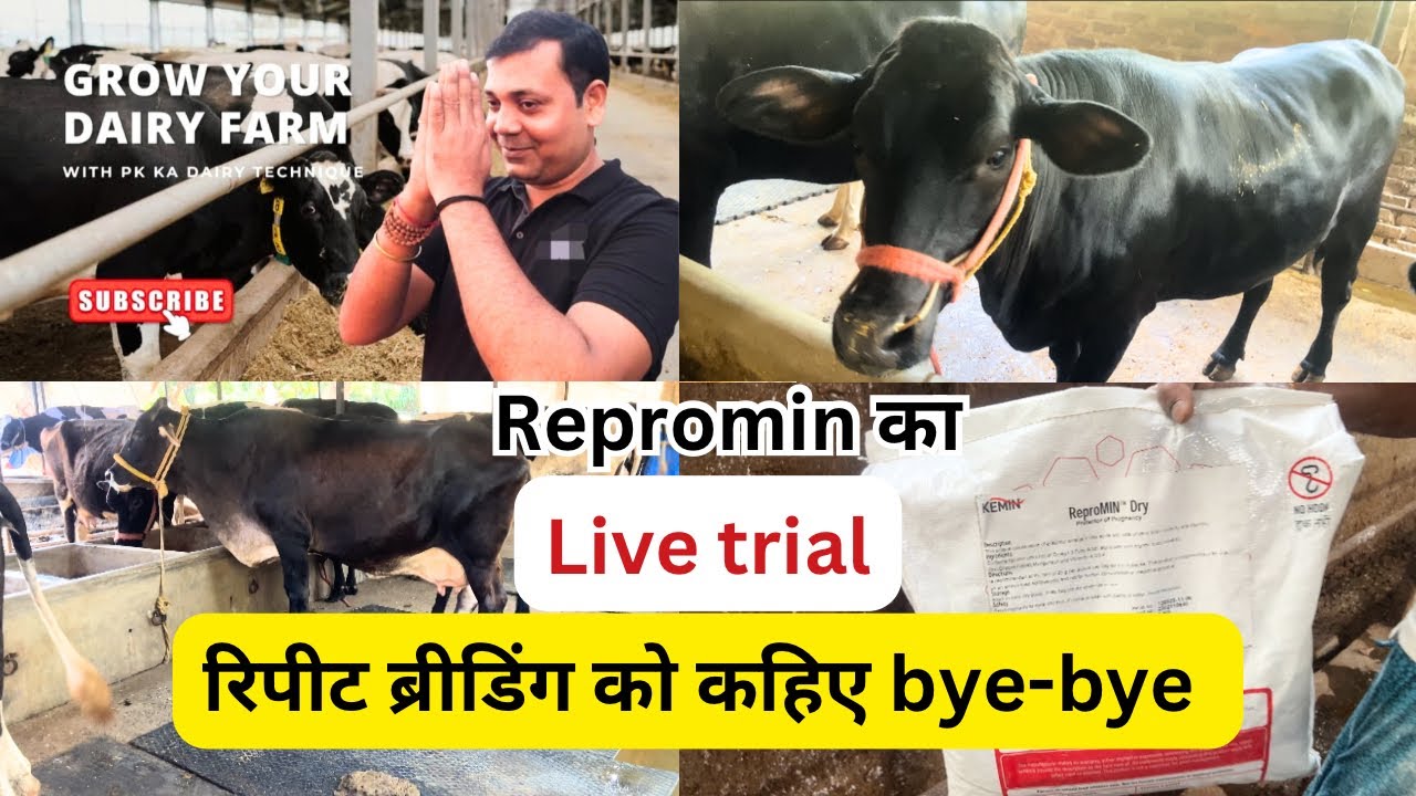 इस dairy farm पे इतने  सारे पशुओं पे चल रहा है Repromin - क्या है रिजल्ट ?? @Pkdairytechnique