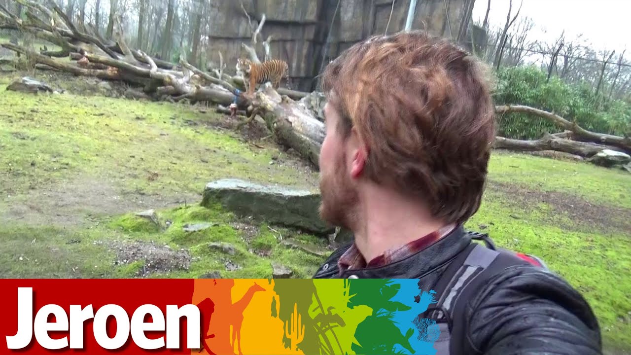 Jeroen verbergt vlees voor de tijgers. Als dat maar goed gaat!