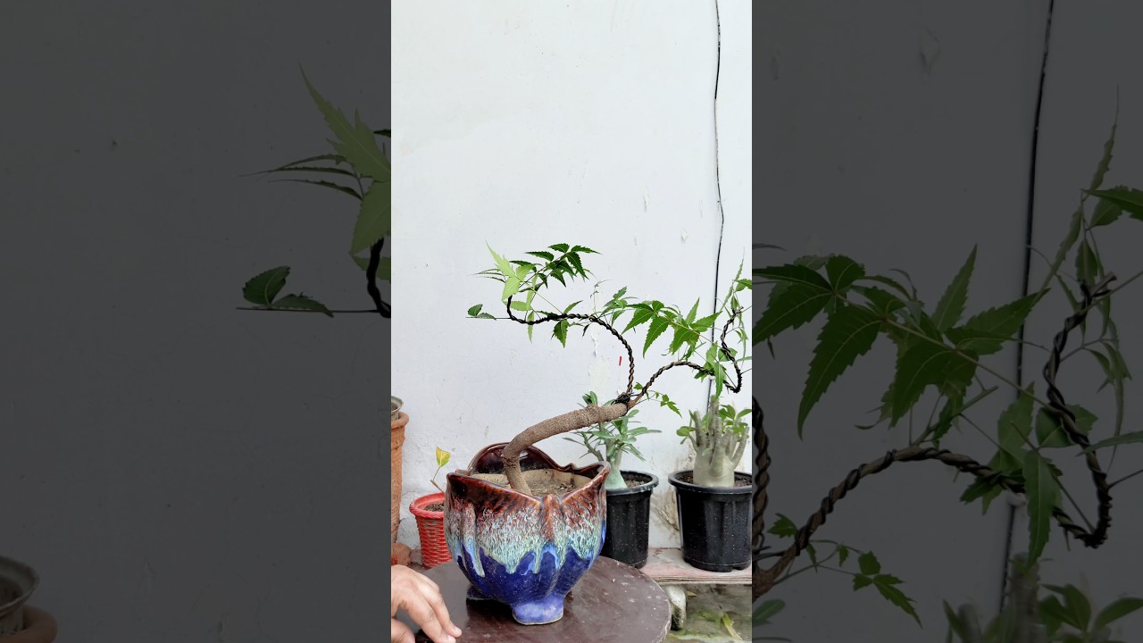 How to make a Neem Bonsai Tree 🌳? #bonsai #shortsfeed #viralvideo #bonsaitree #shorts #shortsvideo