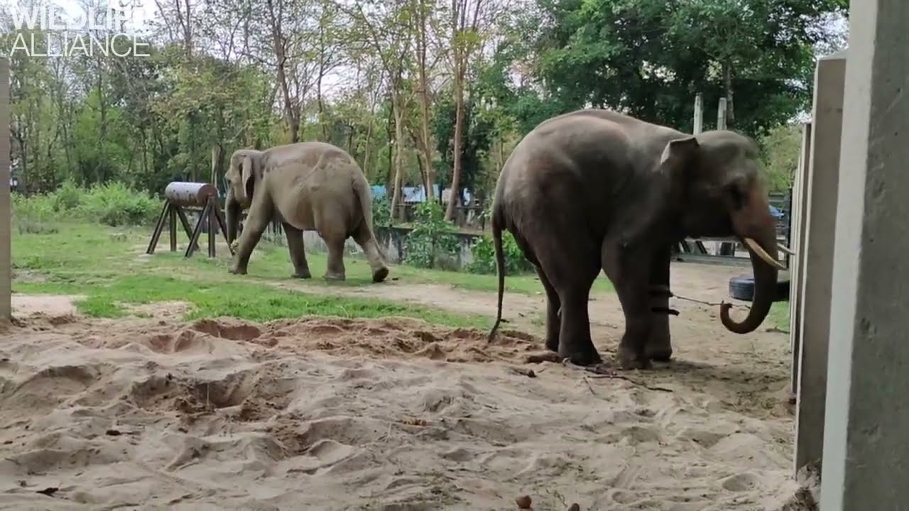 Meet Chhouk! Cambodia's only Elephant with a Prosthetic!