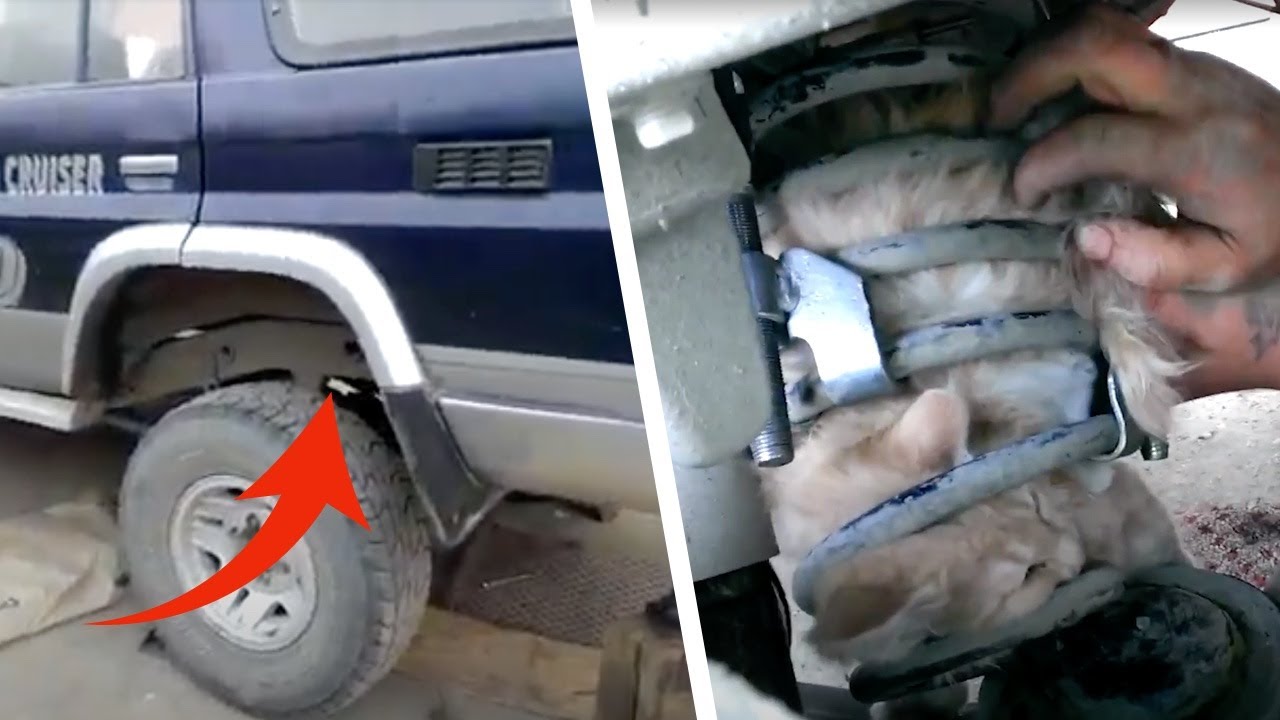 Fahrer hört seltsame Geräusche am Auto. Als er den Grund dafür sieht, kriegt er einen Schreck