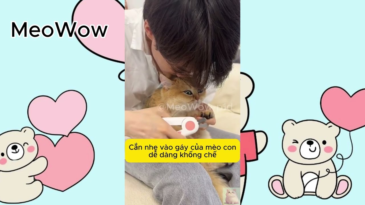 Tổng hợp Clip những chú mèo đáng yêu | Tháng 10