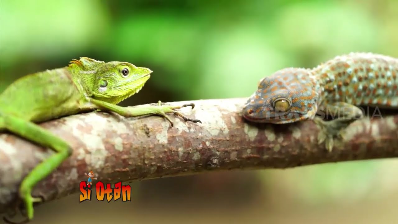 Tau Gak Sih Bunglon Akan Berubah Warna Kalau Strees! | SI OTAN (06/07/20) PART 4