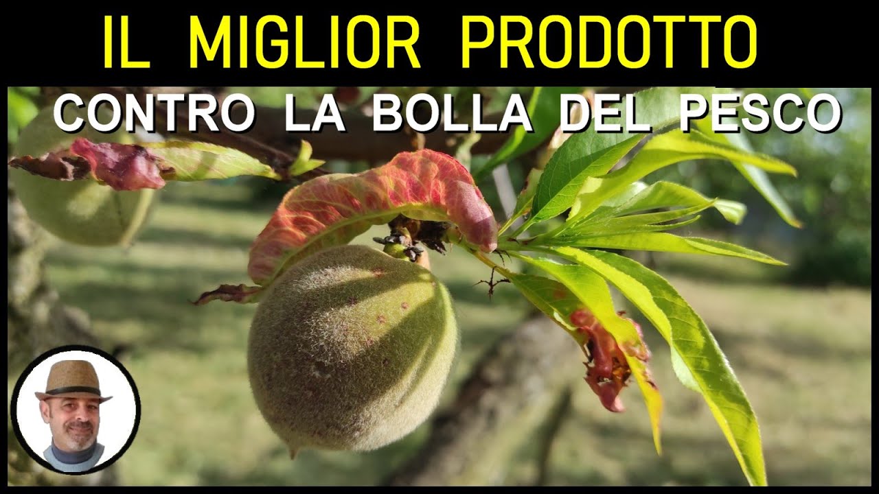 BOLLA DEL PESCO, rimedio eccezionale