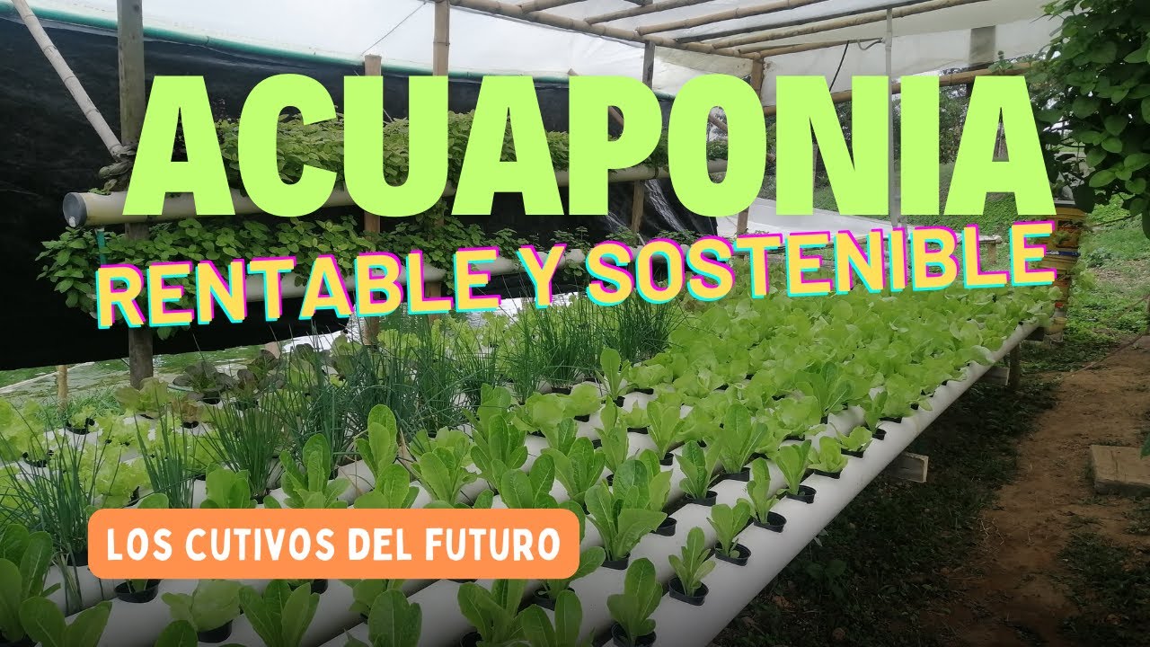 ASI SE HACE ACUAPONIA RENTABLE Y SOSTENIBLE