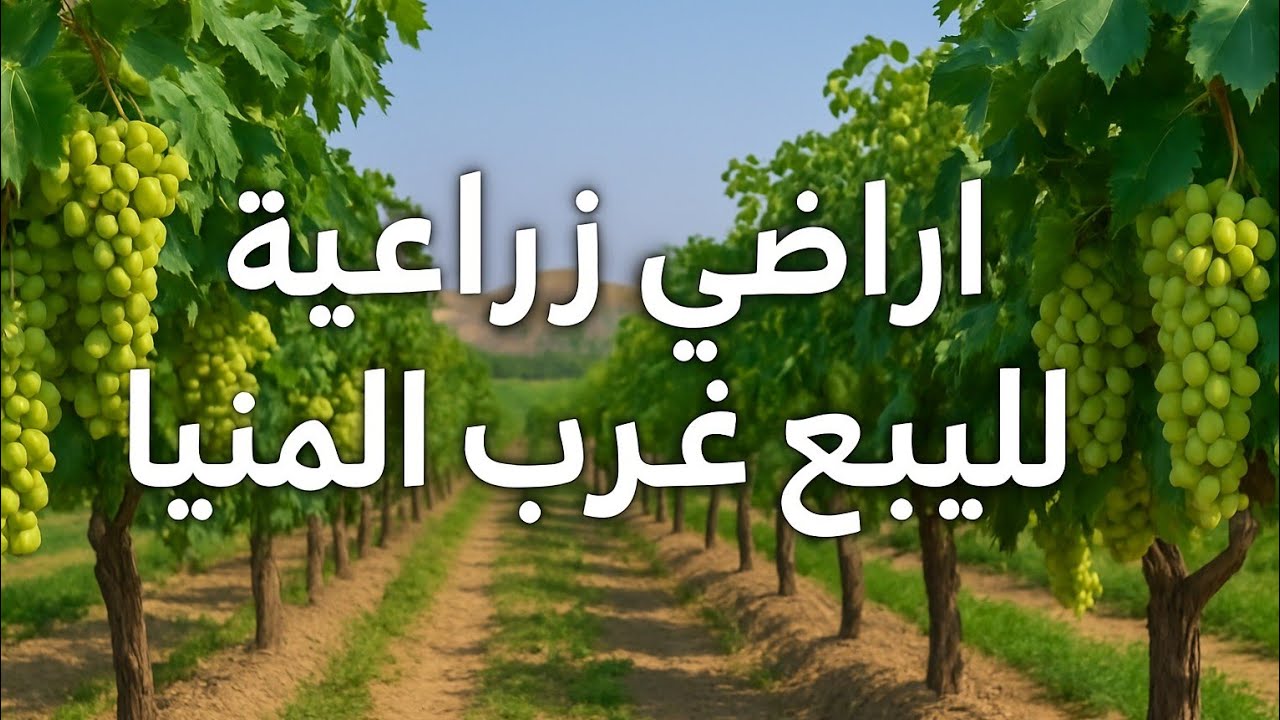 فرصة استثمار زراعي غرب المنيا .. أراضي مثمرة بالعنب تابعة للمحافظة وأخرى للريف المصرى بأسعار مغرية