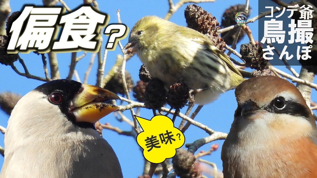 コンデジ鳥撮散歩　マヒワは編食？　兵庫県・北播磨