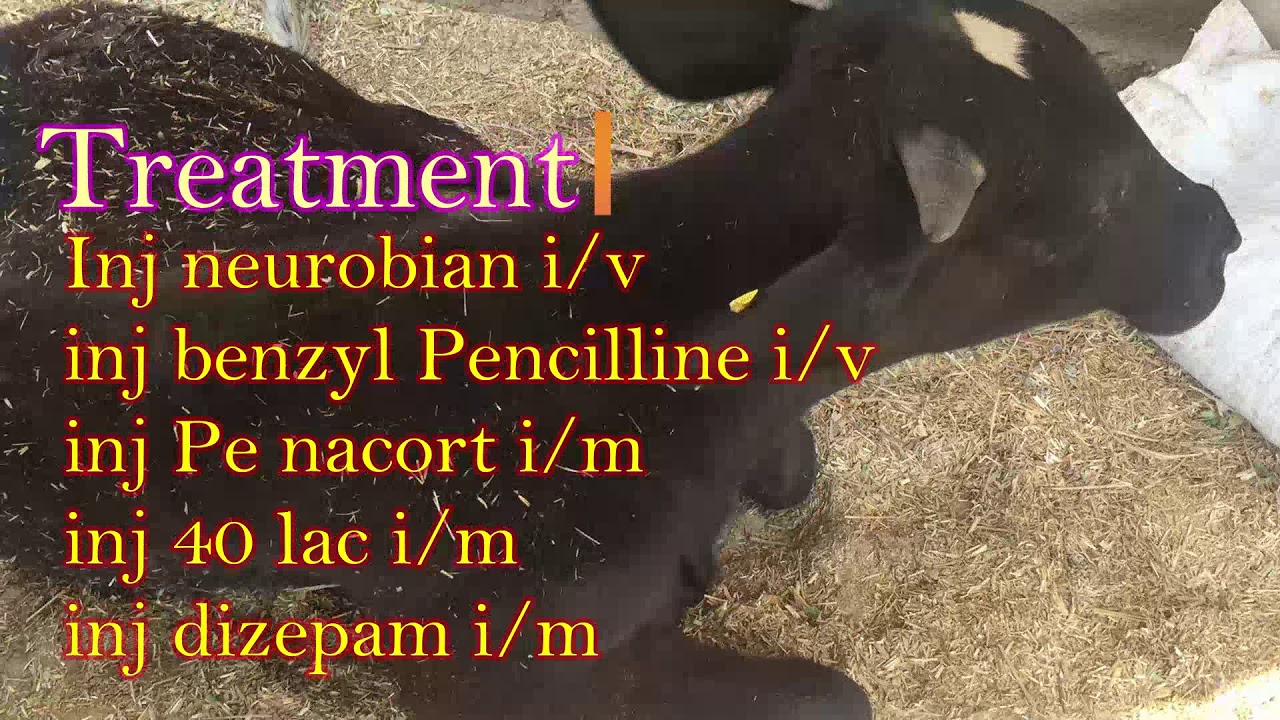 Black Quater / Black Leg  (choray maar) by Dr MURTAZA KHALIL | ANIMALS KNOWLEDGE.