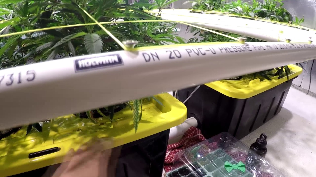 LED CXB3590 SCROG RDWC - New channel!