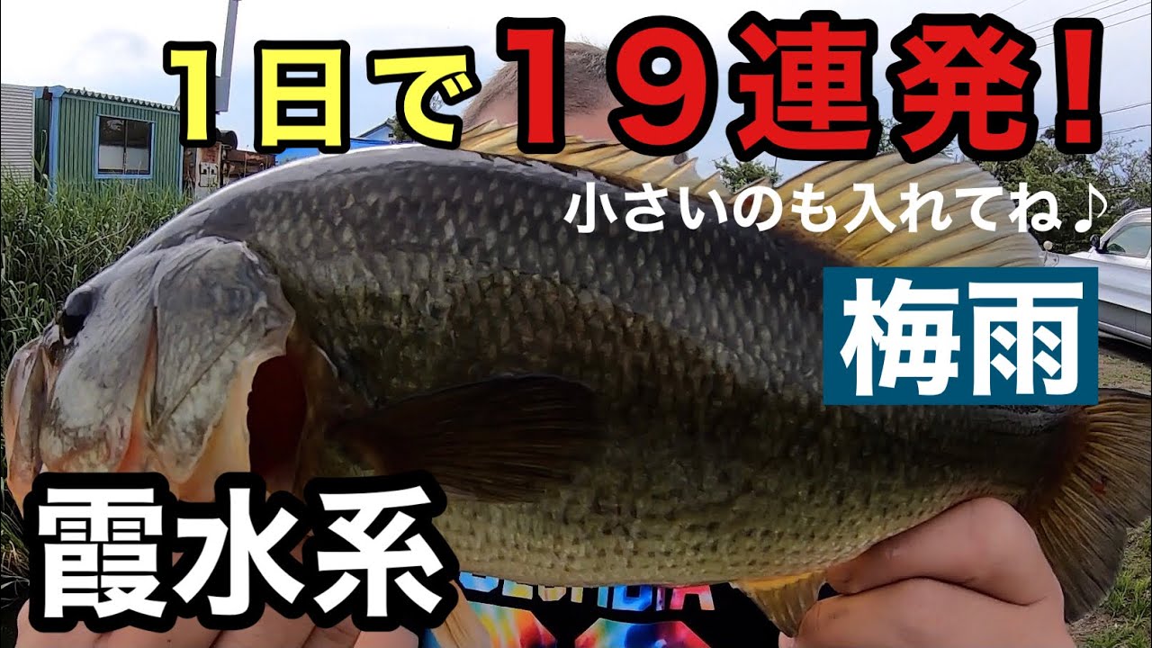 （前編）梅雨の霞水系でみんなで力を合わせたら小さいのも入れてブラックバスが19匹釣れた！148話