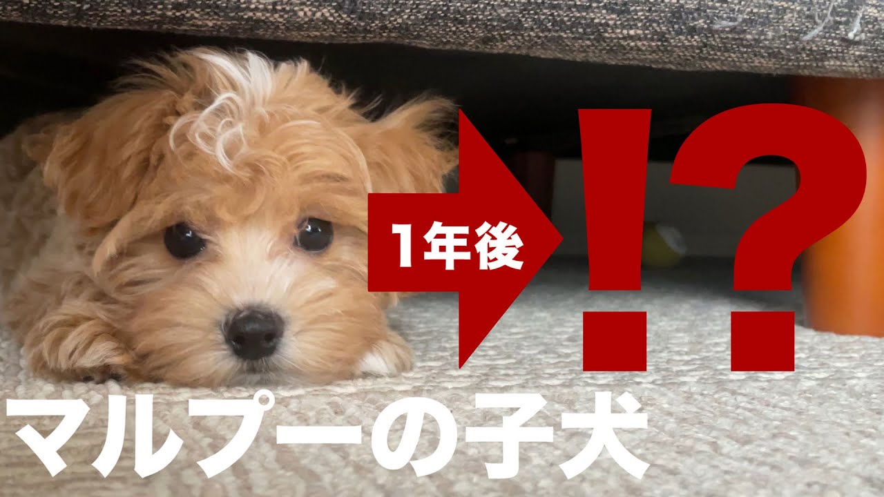 【マルプーの子犬】お迎えした時と今が違いすぎる&hellip;.