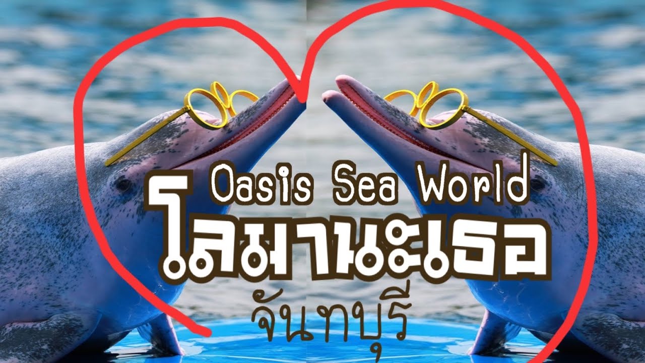 #โลมาจันทบุรี#โลมาซีเวิล์ล