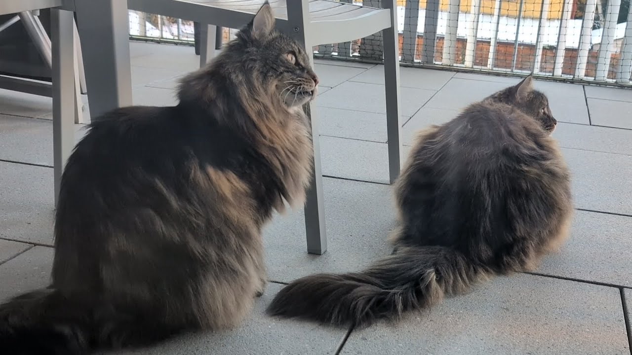 Their winter fur is not working | Norwegian Forest Cats