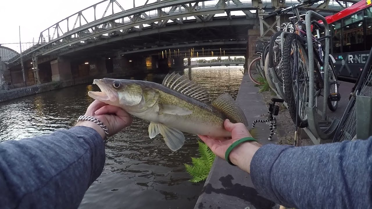 City Fishing Amsterdam for Zander and Big Redfin Perch