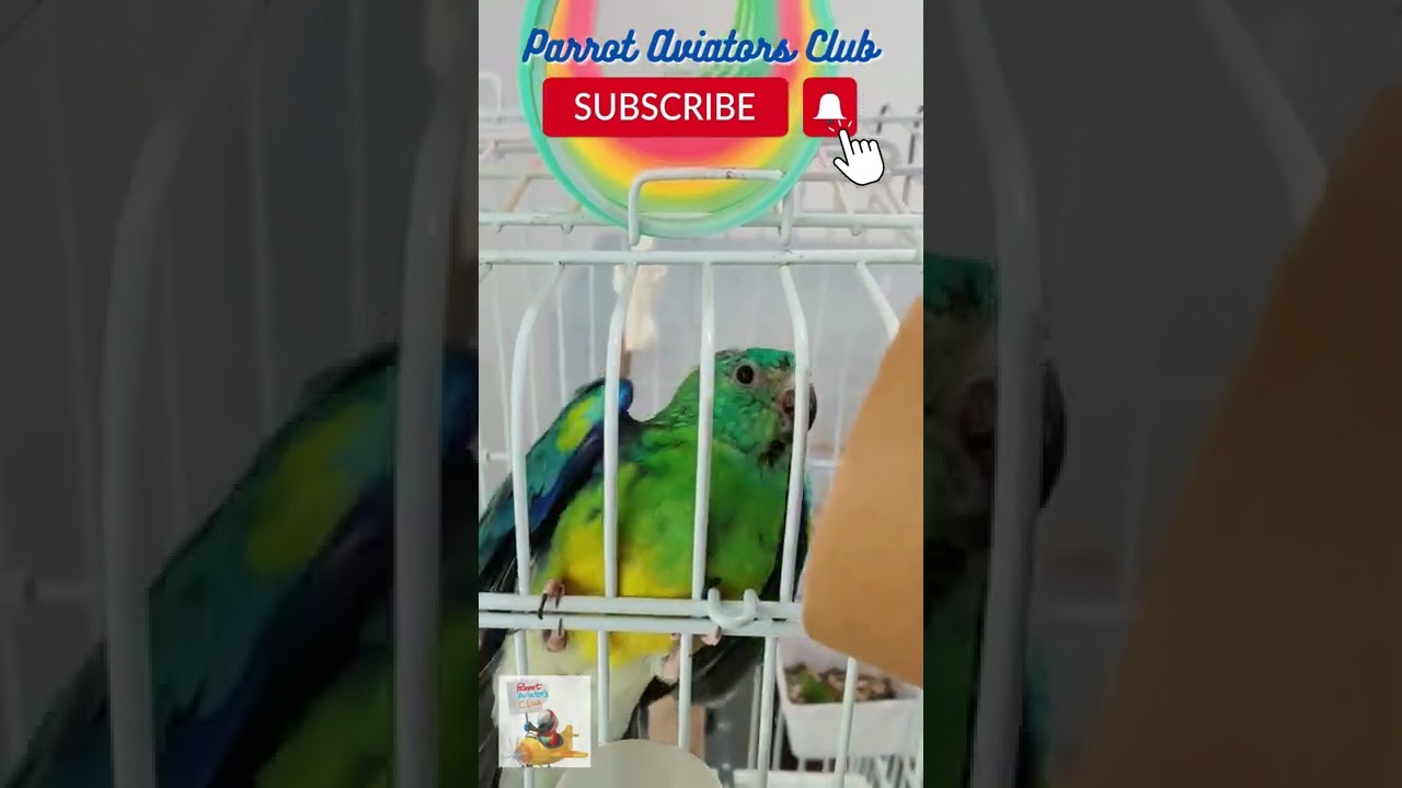 Red rump Parrot dancing and chirping!!! #shorts #parrot #redrum #birds