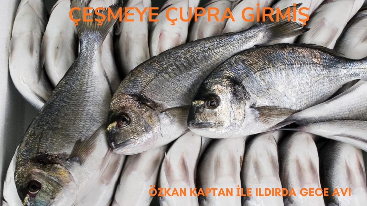 ÖZKAN KAPTAN İLE GECE AVI !!! ÇUPRA ILDIRA GİRMİŞ !!! BALIK AVI VİDEOLARI  #balıkavı