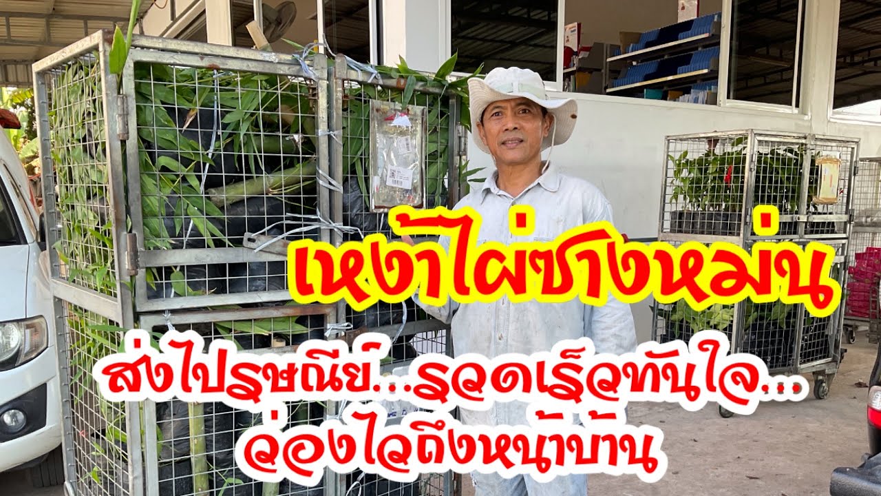เหง้าไผ่ซางหม่น…ส่งไปรษณีย์มีบริการส่งถึงบ้าน… สะดวกสบายรวดเร็วทันใจ