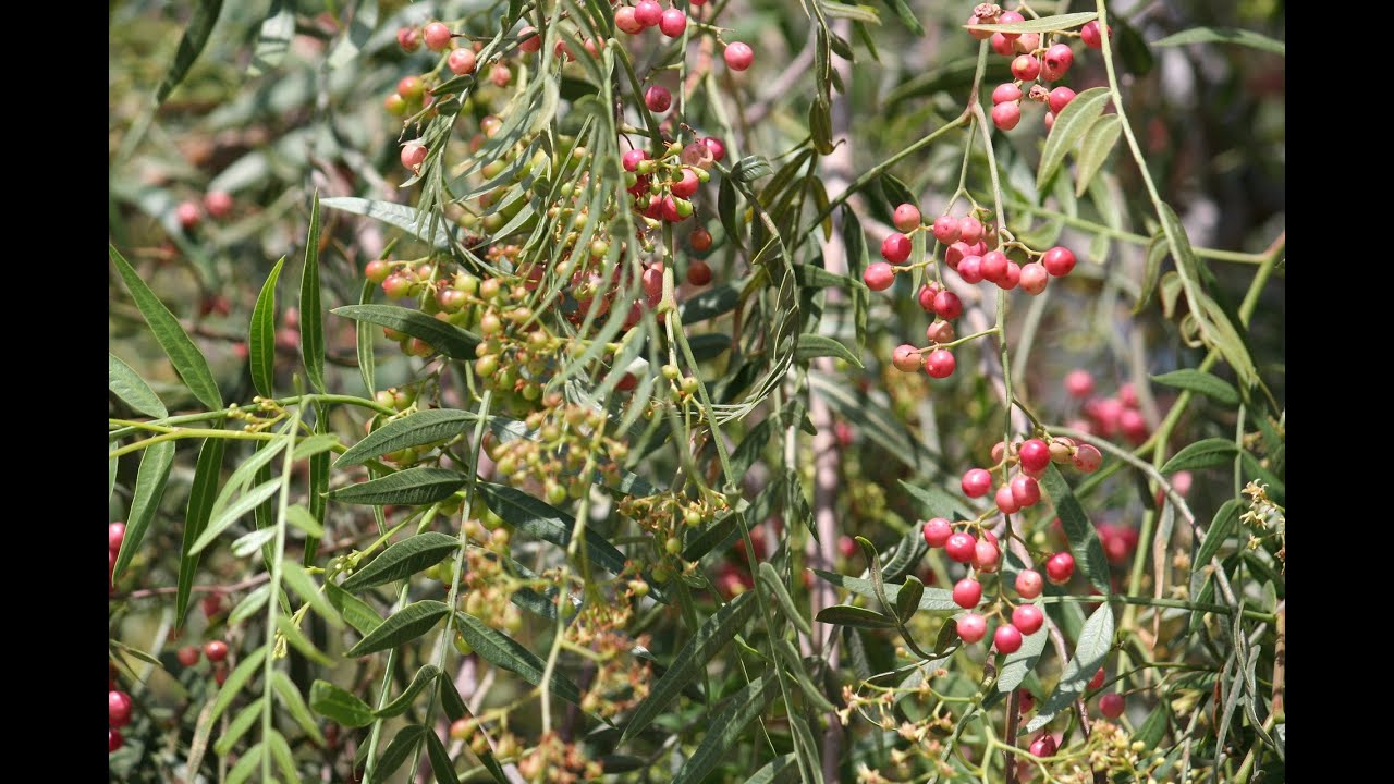 A Tale of Two Peppercorn Trees: Szechuan and Sansho