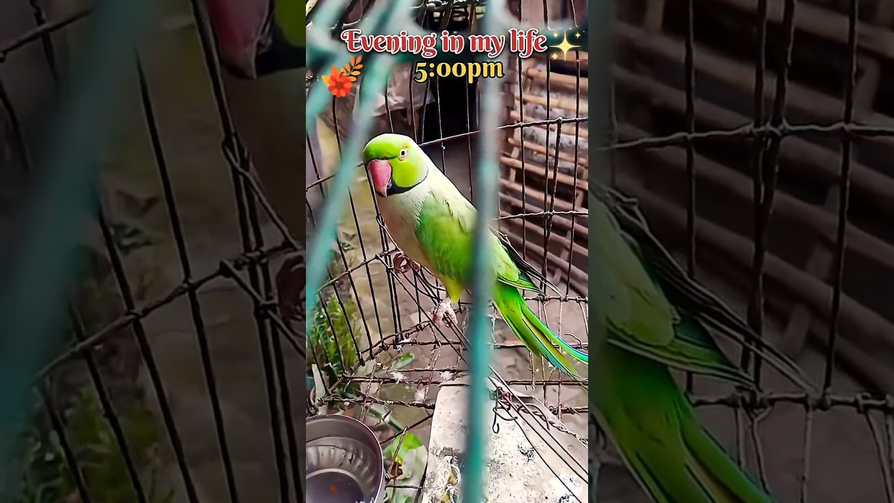 🌸🌼✨#akankshavlogs #dailyvlog #lifestylevlog #youtube #shorts #love #song #bengalisong #evening