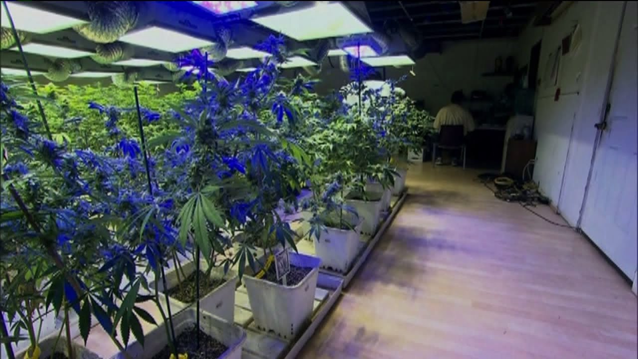 Colorado Veterans turning to CBD for PTSD treatment