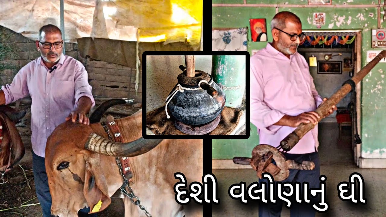 વલોણાનું દાણાદાર ઘી – શુદ્ધતા અને સ્વાદનો અસલી અનુભવ