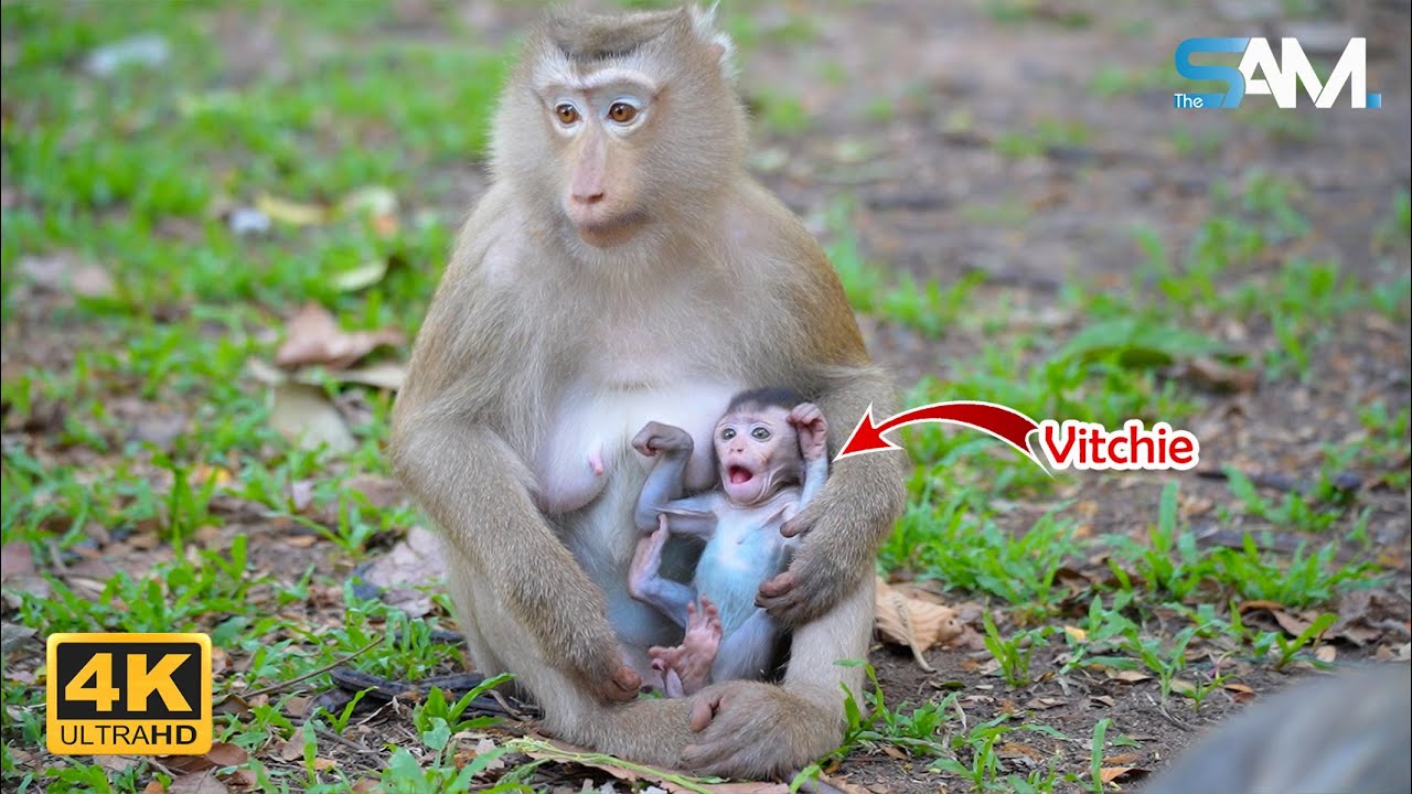 Adorable_______! Baby Monkey Vitchie Go TO Hug Monkey Rose | 4K