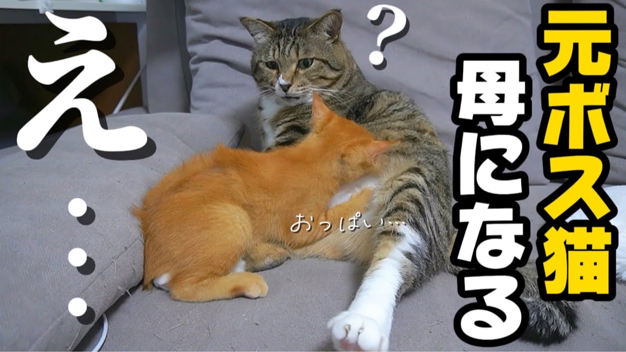 子猫におっぱいを吸われて母性が芽生えてしまう元ボス猫