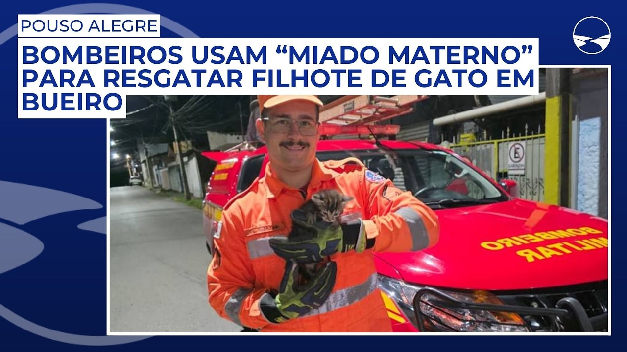 Bombeiros usam “miado materno” para resgatar filhote de gato em bueiro de Pouso Alegre
