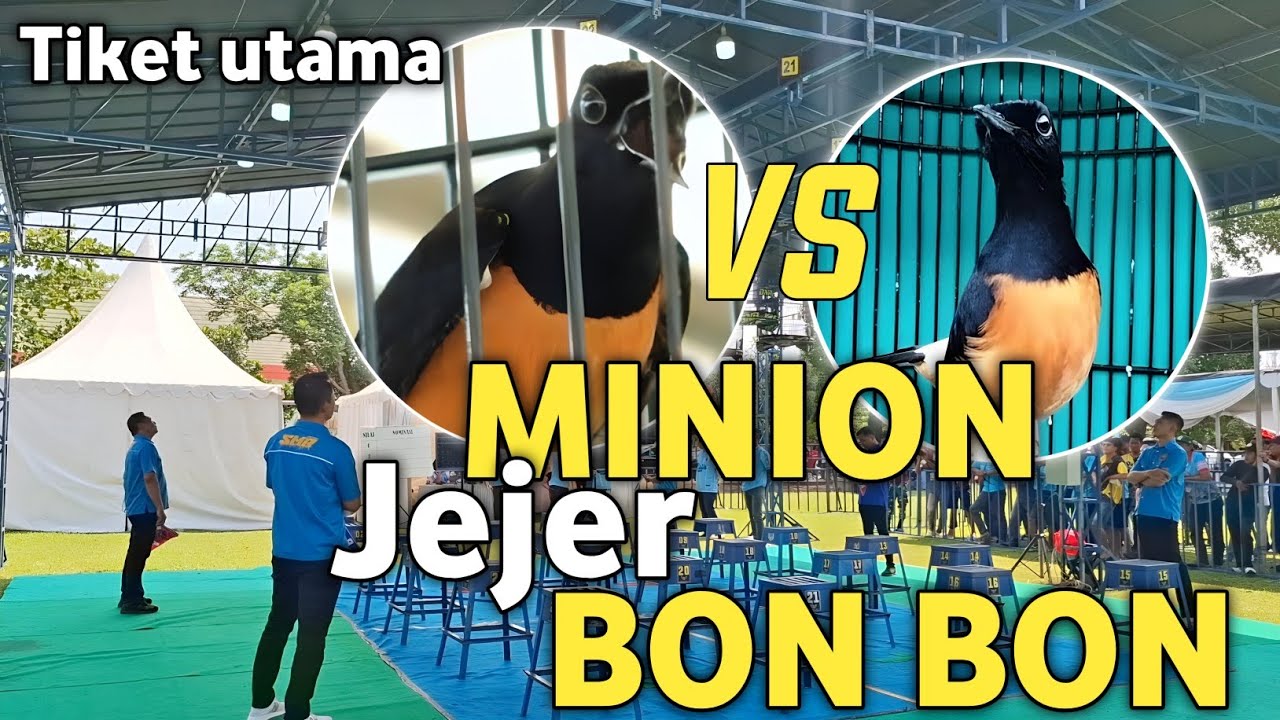 TEMPUR MURAI BATU BON BON PASTOL TERMAHAL SUMATERA LAWAN MINION ‼️