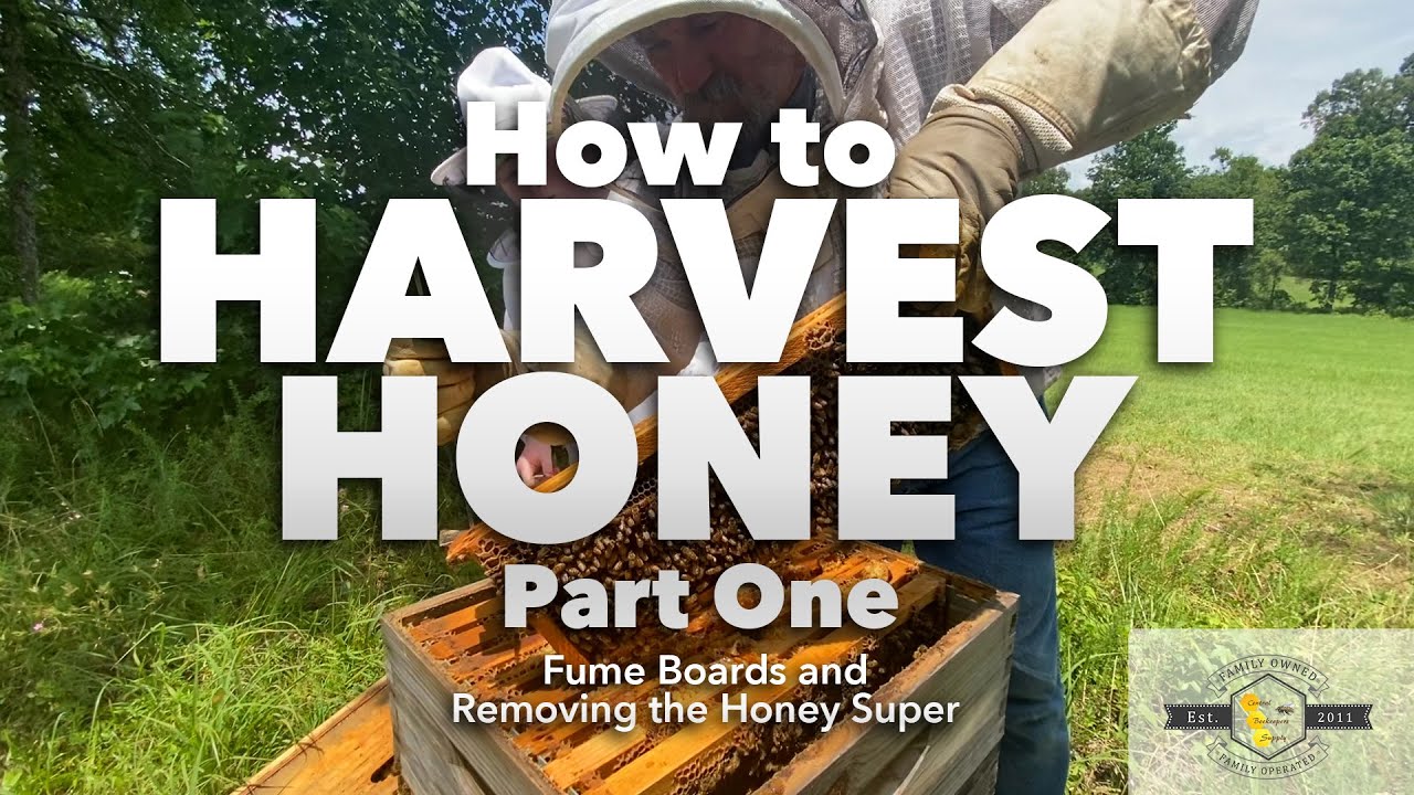 How to Harvest Honey | Part One: Fume Boards and Removing the Honey Super [Honey Harvest Series]