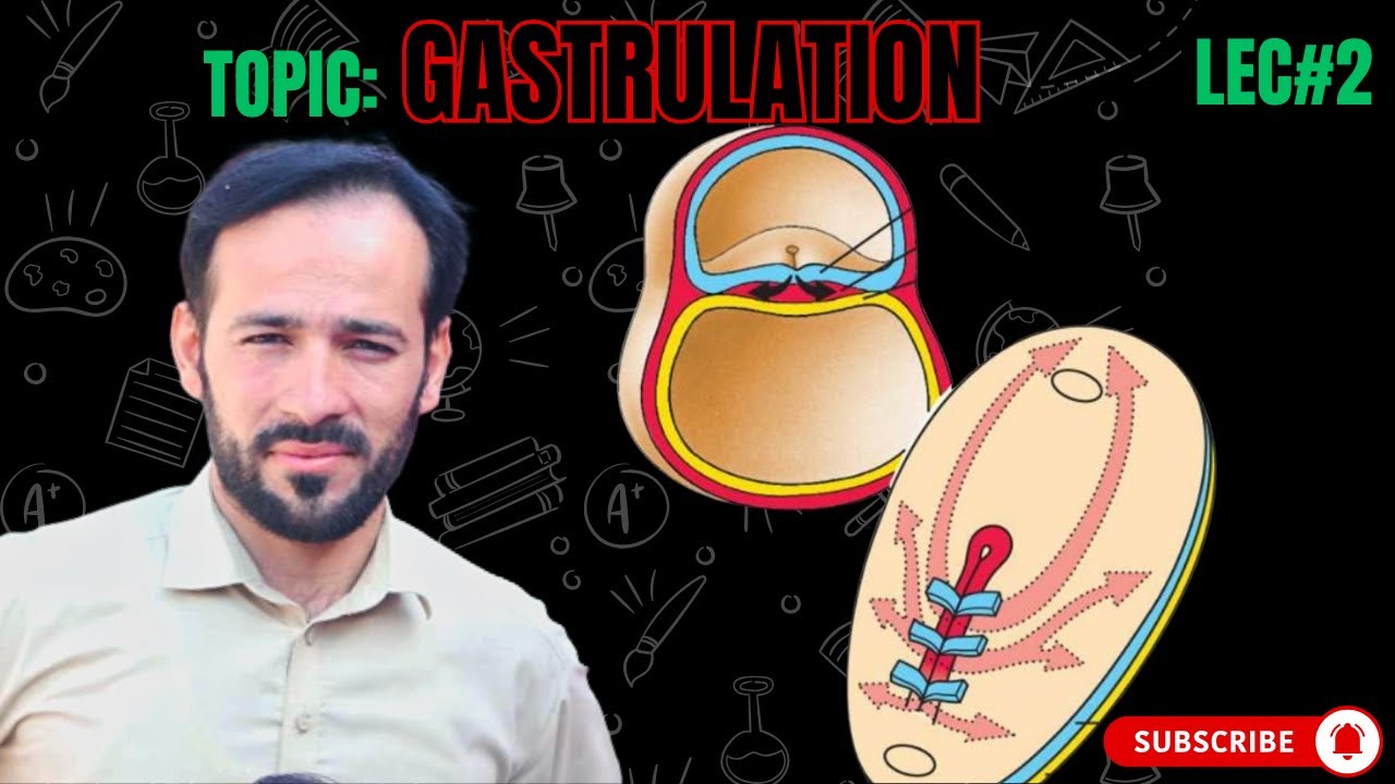 3rd Week of Development | Embryology | Human Development | 3rd week of embryo development | part-2