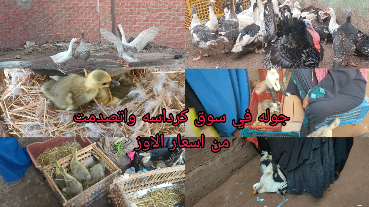 نزلت كرداسه يوم الاثنين سوق كبير لقيت حاجه غربيه هستني رايكم جديد عام 2024 خناقه بين اتنين علشان 🤣