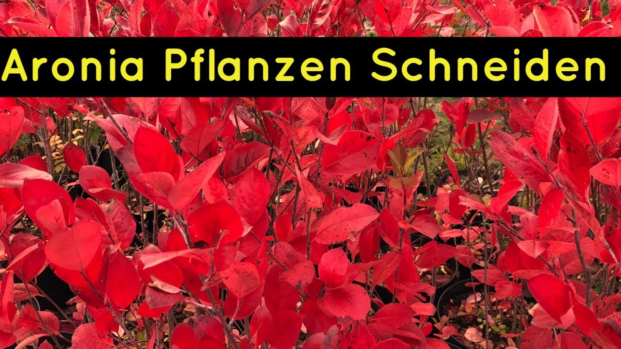 ⭐⭐ Aronia Pflanzen schneiden - so schneidet man Aronia Pflanzen richtig ⭐⭐