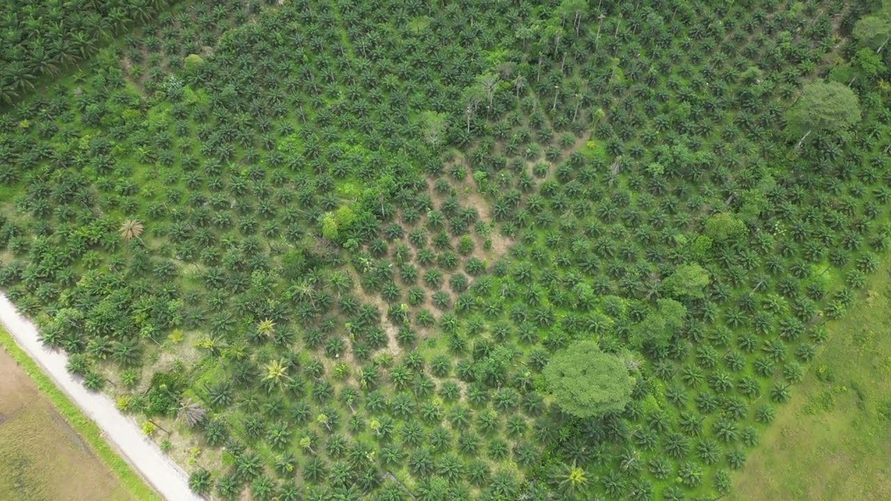 African Palm, Finca Coto 63 Golfito Costa Rica.