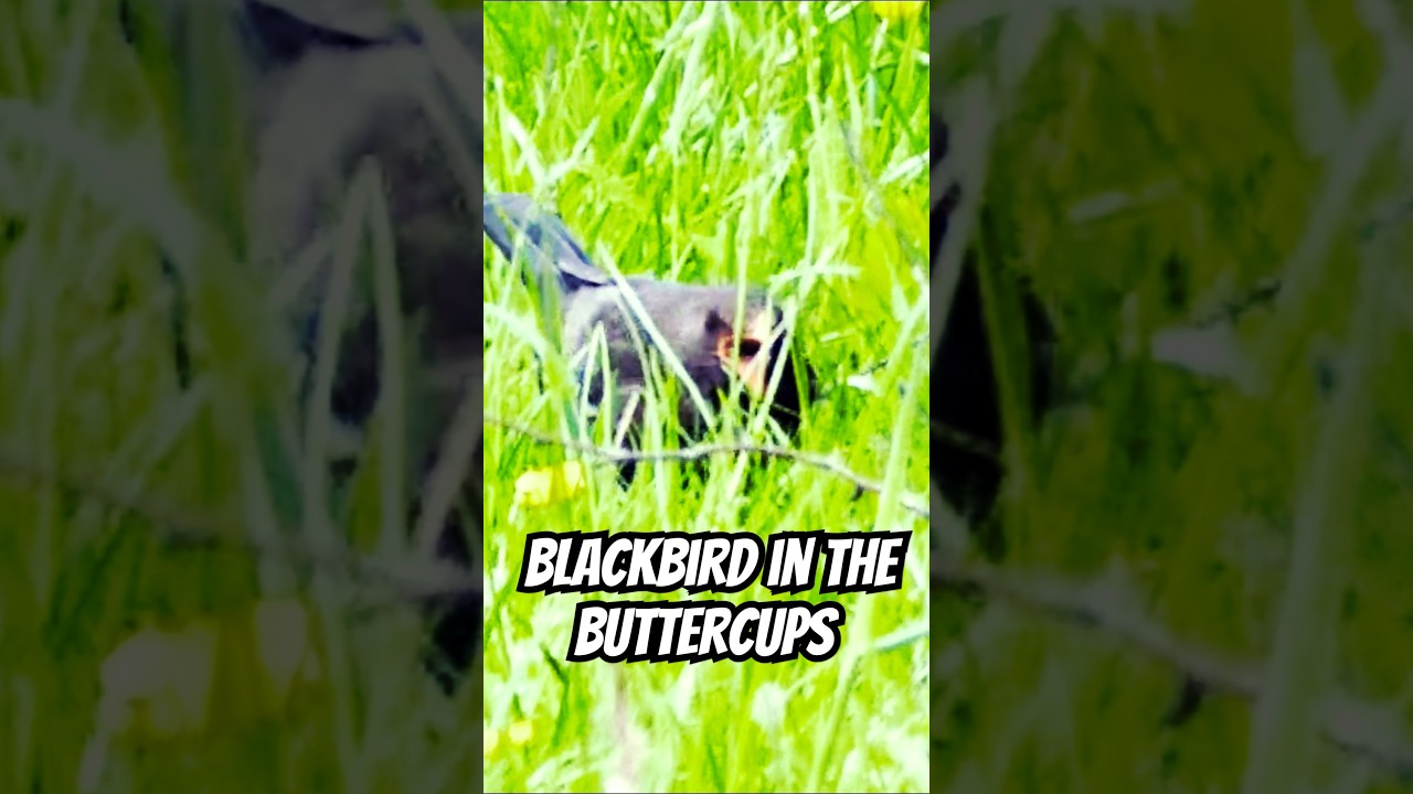 Blackbird in the Buttercups 