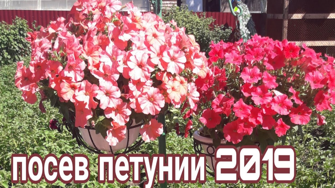 Посейте петунию таким способом и она не будет болеть чёрной ножкой.