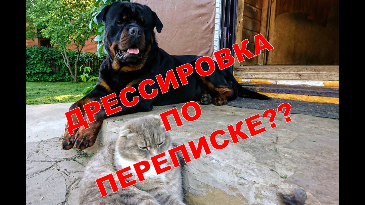 ДРЕССИРОВКА НЕМЕЦКОЙ ОВЧАРКИ ПО ПЕРЕПИСКЕ.Типа челендж