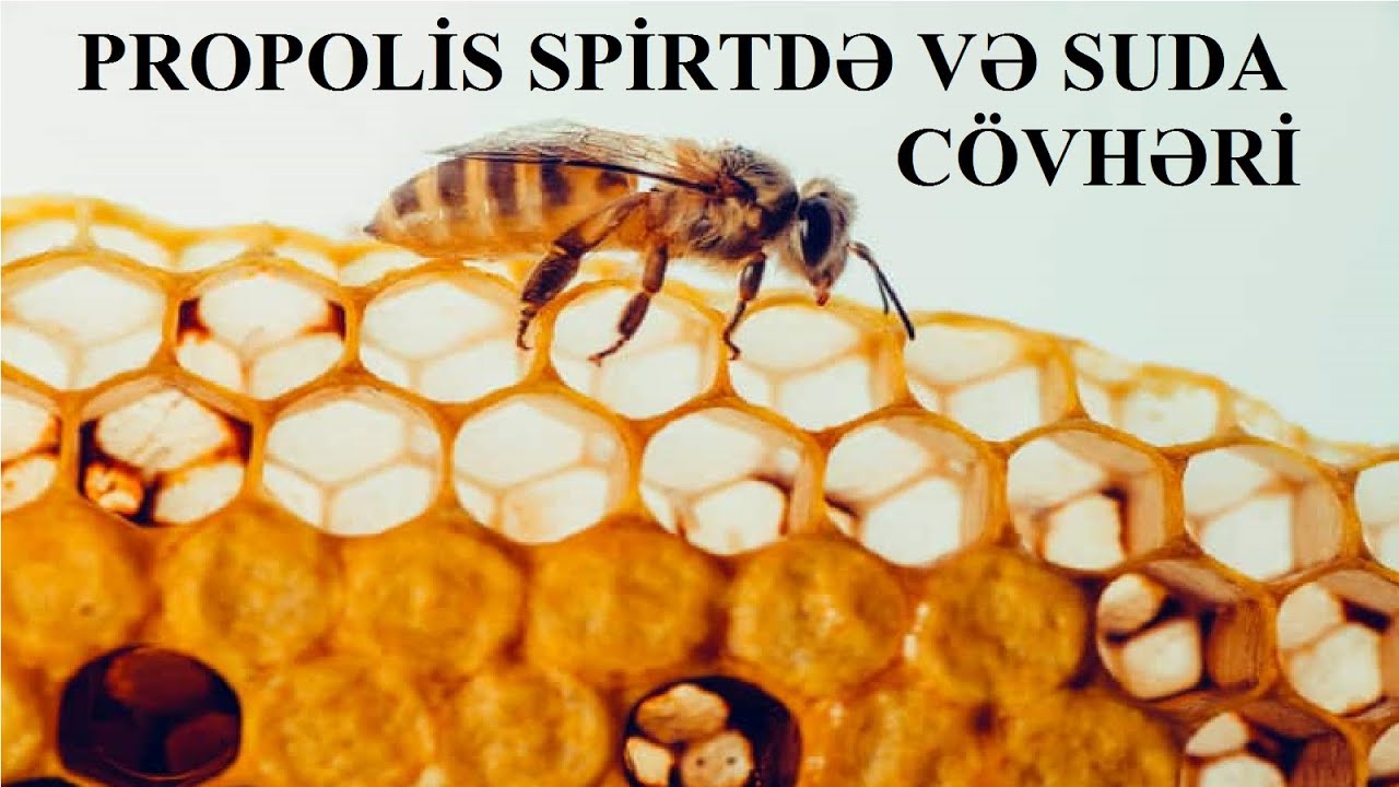 Propolis spirtdə və suda cövhərinin fərqləri. HAZIRLANMASI