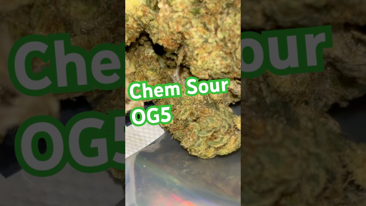Chem Sour OG5⛽️ 💨 #shorts #jkdistro #thcareview #diesel