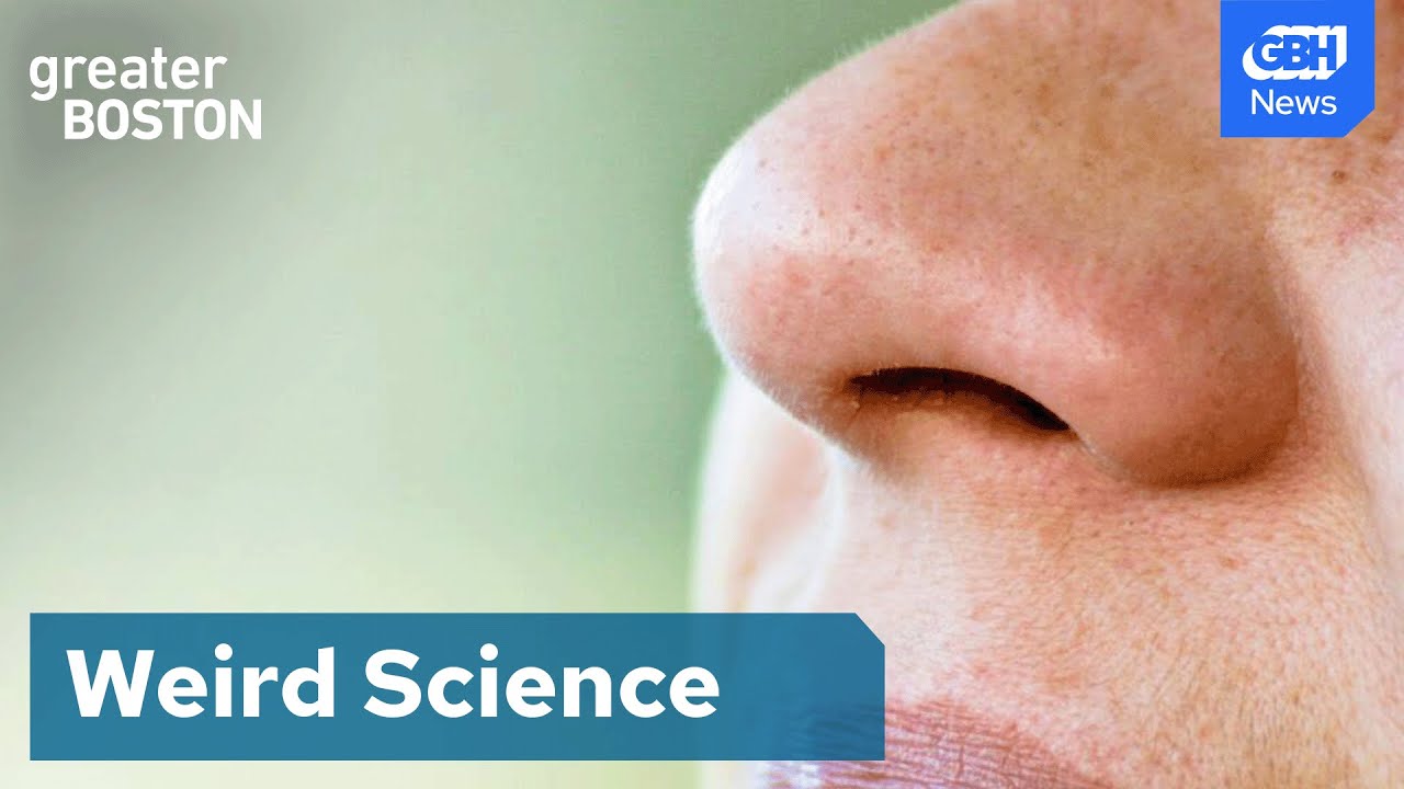Smart toilets and nose hairs: The Ig Nobel Prize celebrates the quirky, funny and thought-provoking