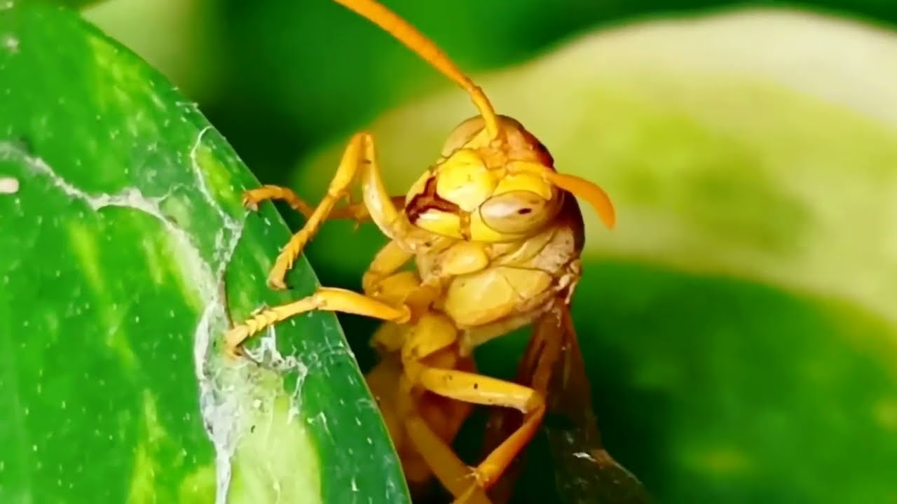 Everyday Insects Macro Video | Shot by Prince Gupta