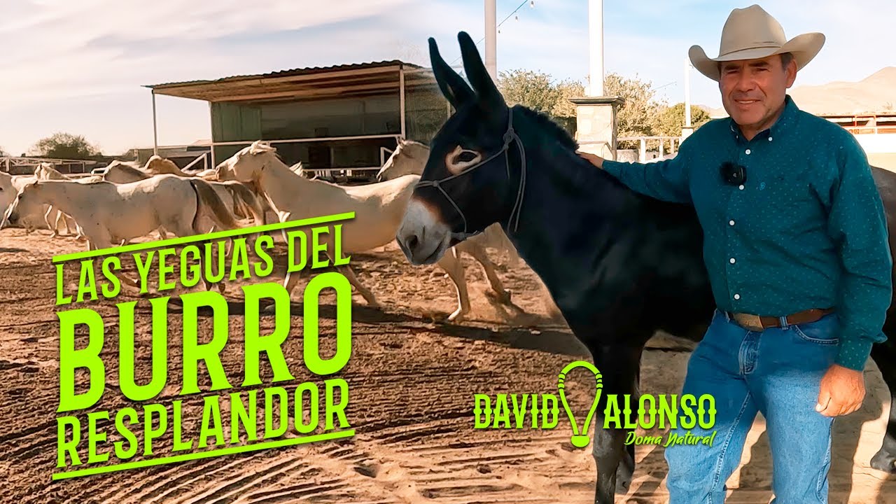 Las Yeguas de Resplandor